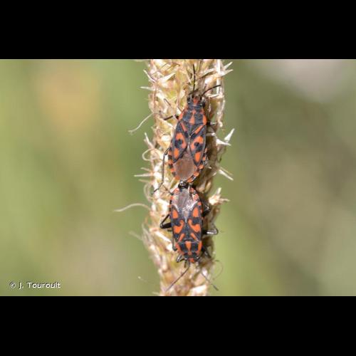 <i>Spilostethus saxatilis</i> (Scopoli, 1763) © J. Touroult