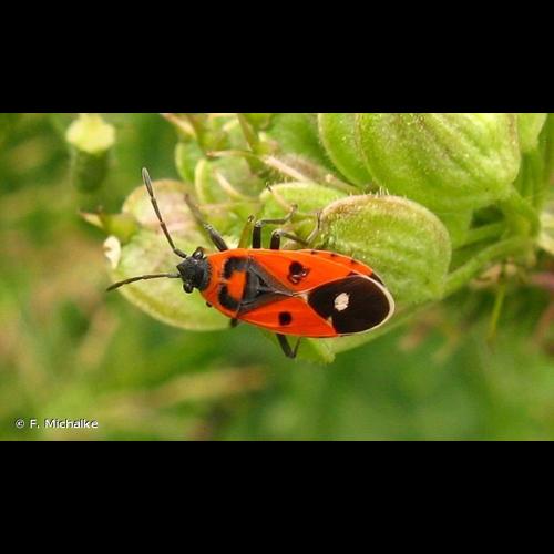 <i>Melanocoryphus albomaculatus</i> (Goeze, 1778) &copy; F. Michalke