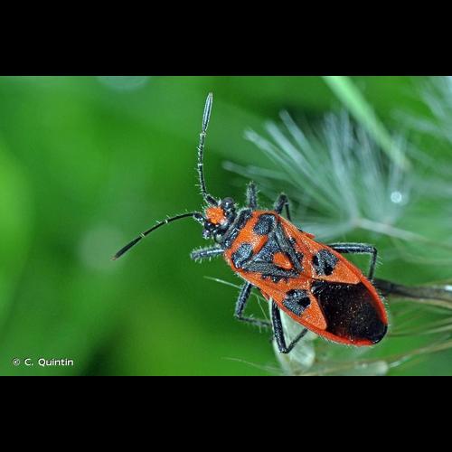 <i>Corizus hyoscyami</i> (Linnaeus, 1758) © C. Quintin