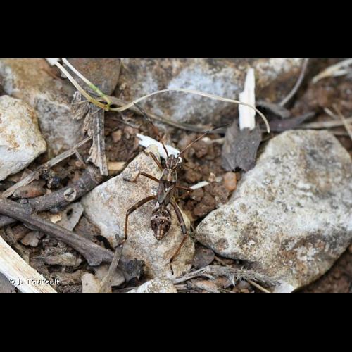 <i>Camptopus lateralis</i> (Germar, 1817) © J. Touroult