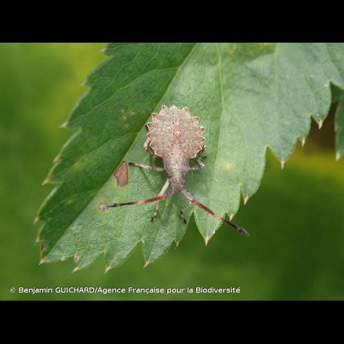 <i>Enoplops scapha</i> (Fabricius, 1794) © Benjamin GUICHARD/Agence Française pour la Biodiversité