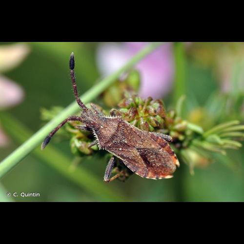 <i>Coriomeris affinis</i> (Herrich-Schäffer, 1839) © C. Quintin