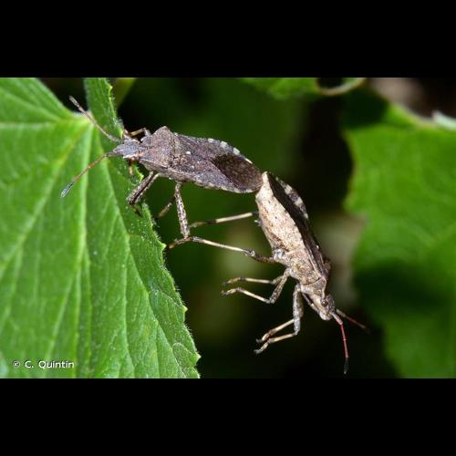 <i>Ceraleptus gracilicornis</i> (Herrich-Schäffer, 1835) © C. Quintin