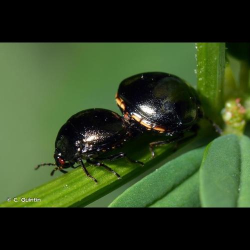 <i>Coptosoma scutellatum</i> (Geoffroy, 1785) © C. Quintin