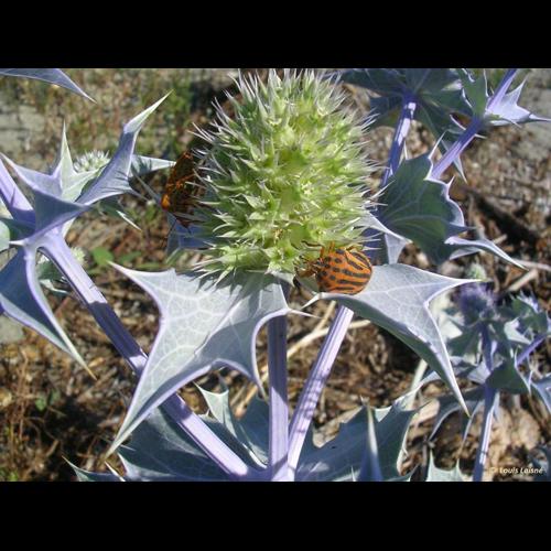 <i>Graphosoma semipunctatum</i> (Fabricius, 1775) © NULL
