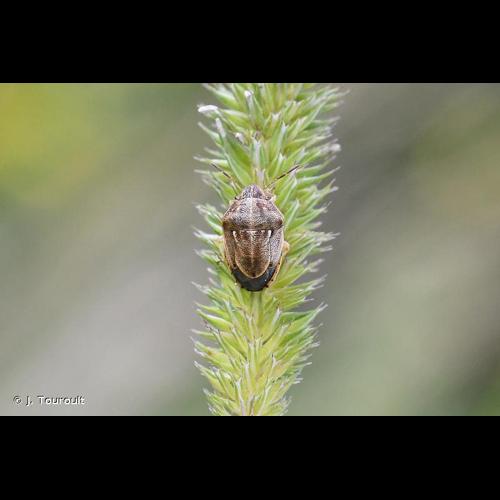 <i>Neottiglossa leporina</i> (Herrich-Schäffer, 1830) © J. Touroult