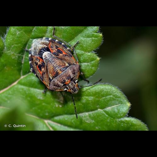 <i>Holcogaster fibulata</i> (Germar, 1831) © C. Quintin