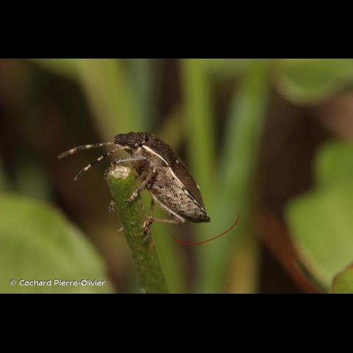 <i>Holcostethus sphacelatus</i> (Fabricius, 1794) © Cochard Pierre-Olivier