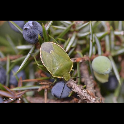 <i>Chlorochroa juniperina</i> (Linnaeus, 1758) © J. Touroult