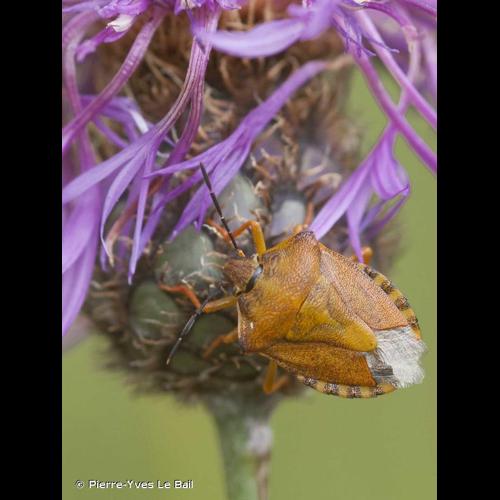 <i>Carpocoris fuscispinus</i> (Boheman, 1850) © Pierre-Yves Le Bail