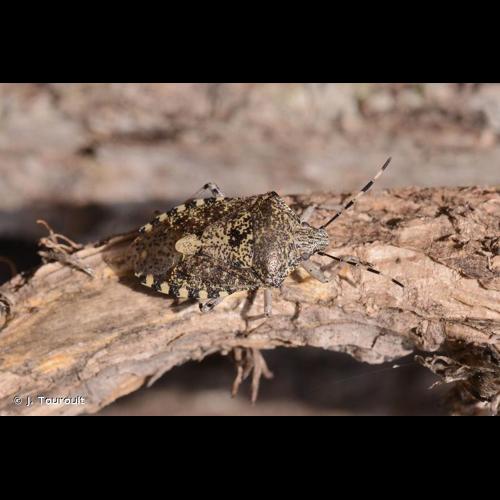 <i>Rhaphigaster nebulosa</i> (Poda, 1761) © J. Touroult