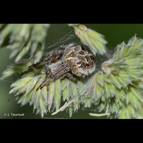 <i>Agalenatea redii</i> (Scopoli, 1763) © J. Touroult