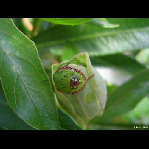 <i>Nezara viridula</i> (Linnaeus, 1758) &copy; NULL