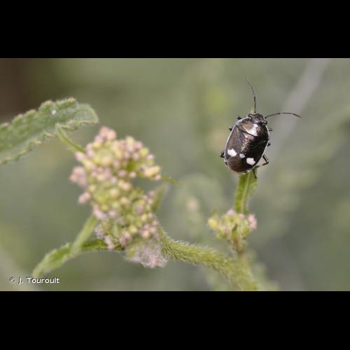 <i>Eurydema oleracea</i> (Linnaeus, 1758) © J. Touroult