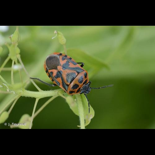 <i>Eurydema ornata</i> (Linnaeus, 1758) © J. Touroult