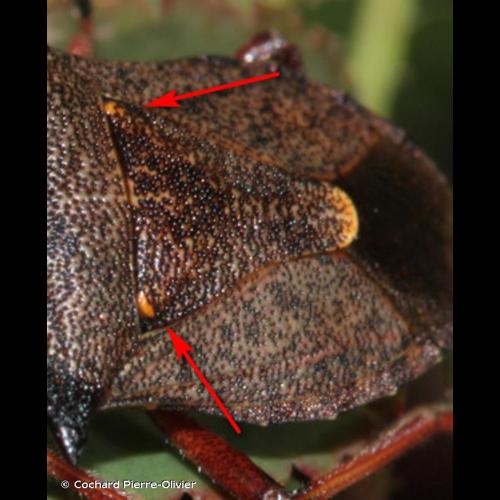 <i>Picromerus bidens</i> (Linnaeus, 1758) © Cochard Pierre-Olivier