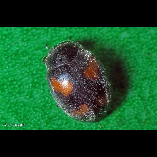 <i>Nephus quadrimaculatus</i> (Herbst, 1783) © C. Quintin