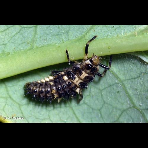 <i>Calvia quatuordecimguttata</i> (Linnaeus, 1758) © C. Quintin