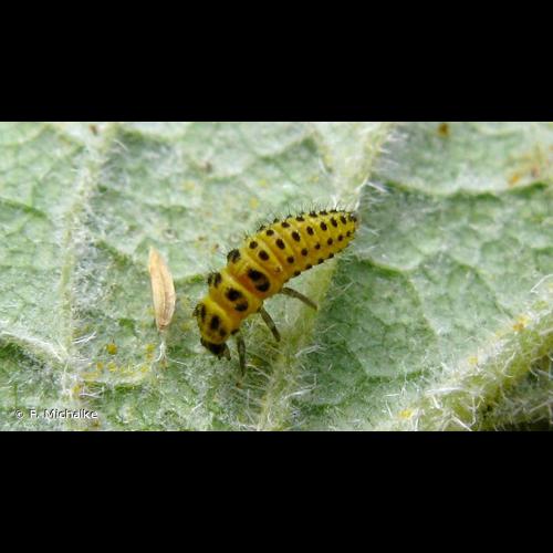 <i>Psyllobora vigintiduopunctata</i> (Linnaeus, 1758) &copy; F. Michalke