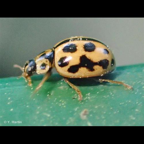 <i>Tytthaspis sedecimpunctata</i> (Linnaeus, 1761) © NULL