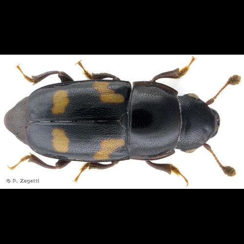 <i>Glischrochilus quadrisignatus</i> (Say, 1835) © P. Zagatti