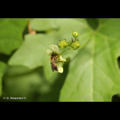 <i>Andrena florea</i> Fabricius, 1793 © O. Roquinarc'h