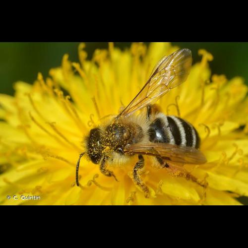 <i>Andrena gravida</i> Imhoff, 1832 © C. Quintin