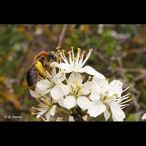 <i>Andrena haemorrhoa</i> (Fabricius, 1781) © Q. Rome