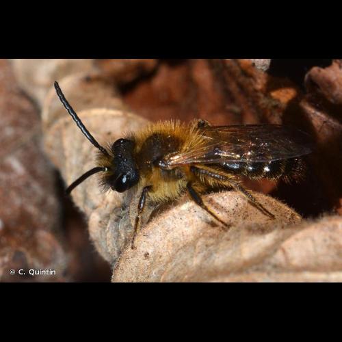 <i>Andrena lagopus</i> Latreille, 1809 © C. Quintin