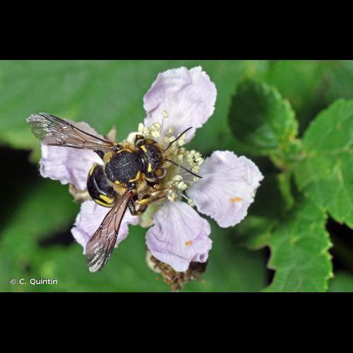 <i>Anthidium florentinum</i> (Fabricius, 1775) © C. Quintin