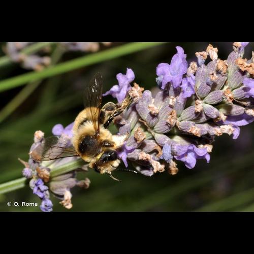 <i>Megachile lagopoda</i> (Linnaeus, 1761) © Q. Rome