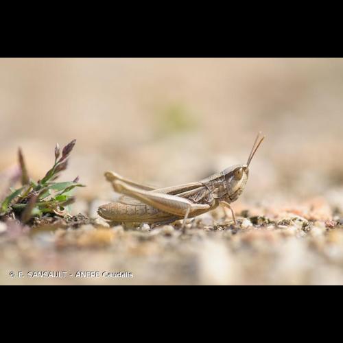 <i>Euchorthippus elegantulus</i> Zeuner, 1940 © E. SANSAULT - ANEPE Caudalis