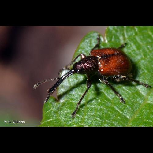 <i>Tatianaerhynchites aequatus</i> (Linnaeus, 1767) © C. Quintin