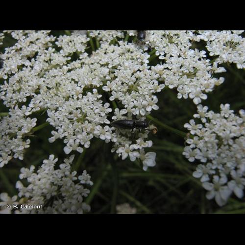 <i>Agriotes gallicus</i> Lacordaire <i>in</i> Boisduval & Lacordaire, 1835 © B. Calmont