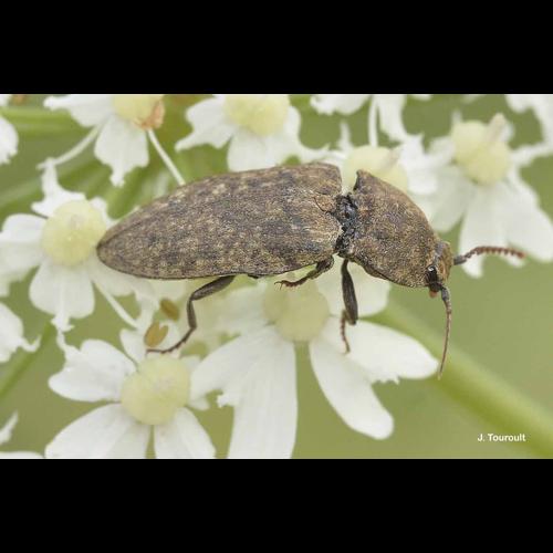 <i>Agrypnus murinus</i> (Linnaeus, 1758) © J. Touroult