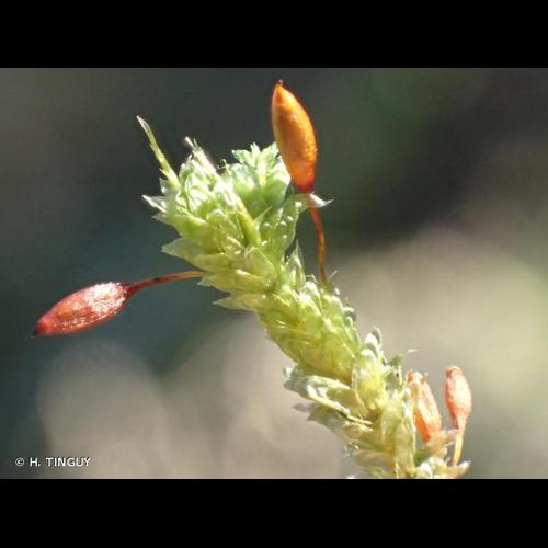 <i>Neckera pumila</i> Hedw., 1801 © H. TINGUY