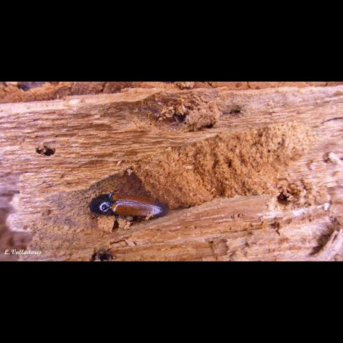 <i>Ampedus balteatus</i> (Linnaeus, 1758) © NULL