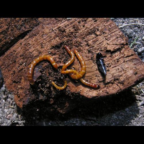 <i>Ampedus nigerrimus</i> (Lacordaire <i>in</i> Boisduval & Lacordaire, 1835) &copy; B. Calmont