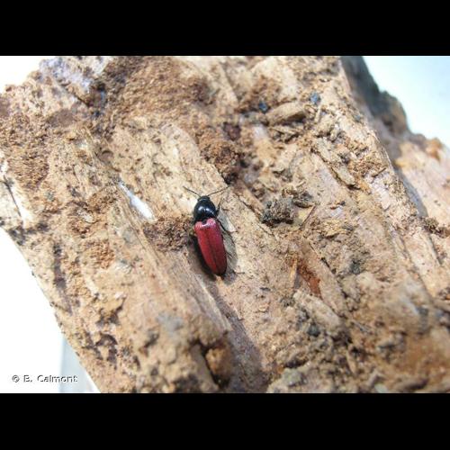 <i>Ampedus pomonae</i> (Stephens, 1830) © B. Calmont