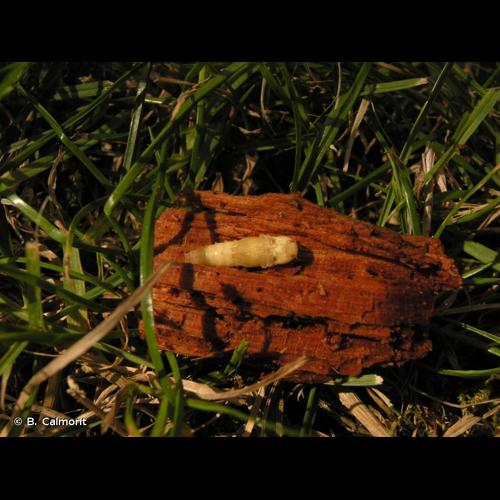 <i>Ampedus pomorum</i> (Herbst, 1784) &copy; B. Calmont