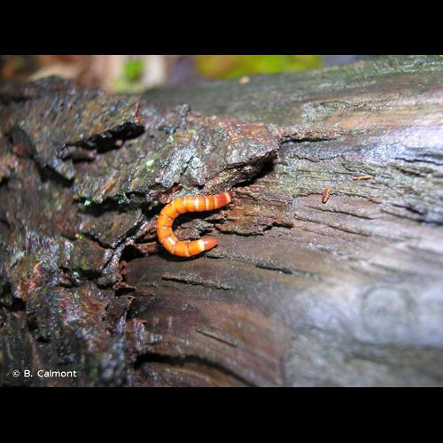 <i>Ampedus rufipennis</i> (Stephens, 1830) &copy; B. Calmont