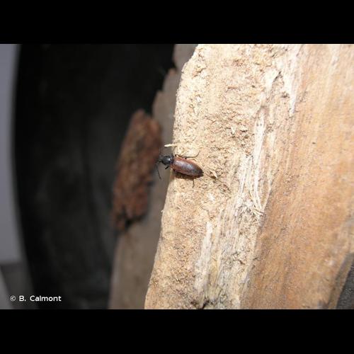 <i>Anostirus pseudosulphuripennis</i> Binaghi, 1940 &copy; B. Calmont