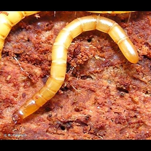 <i>Brachygonus ruficeps</i> (Mulsant & Guillebeau, 1855) © B. Calmont