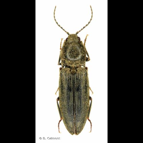 <i>Dicronychus cinereus</i> (Herbst, 1784) © B. Calmont