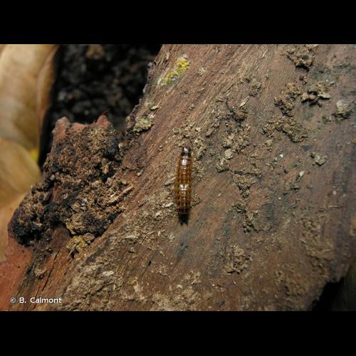 <i>Hypoganus inunctus</i> (Lacordaire, 1835) © B. Calmont