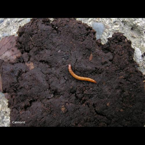 <i>Ischnodes sanguinicollis</i> (Panzer, 1793) © B. Calmont