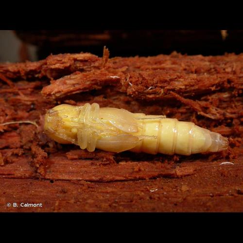 <i>Melanotus castanipes</i> (Paykull, 1800) © B. Calmont