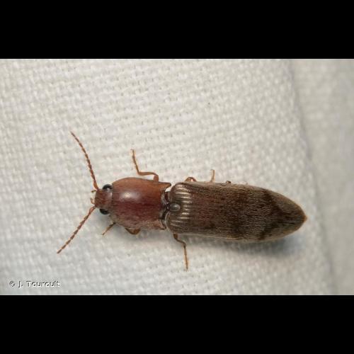 <i>Stenagostus rhombeus</i> (Olivier, 1790) © J. Touroult