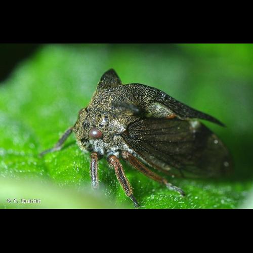 <i>Centrotus cornutus</i> (Linnaeus, 1758) © C. Quintin