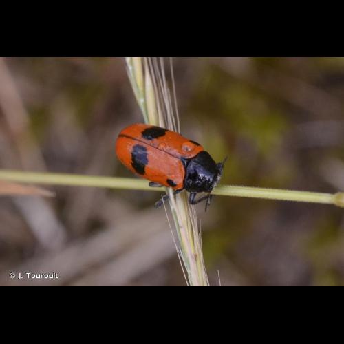<i>Clytra laeviuscula</i> Ratzeburg, 1837 © J. Touroult